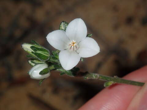 Cyanothamnus coerulescens subsp. spinescens (Benth.) Duretto & Heslewood resmi