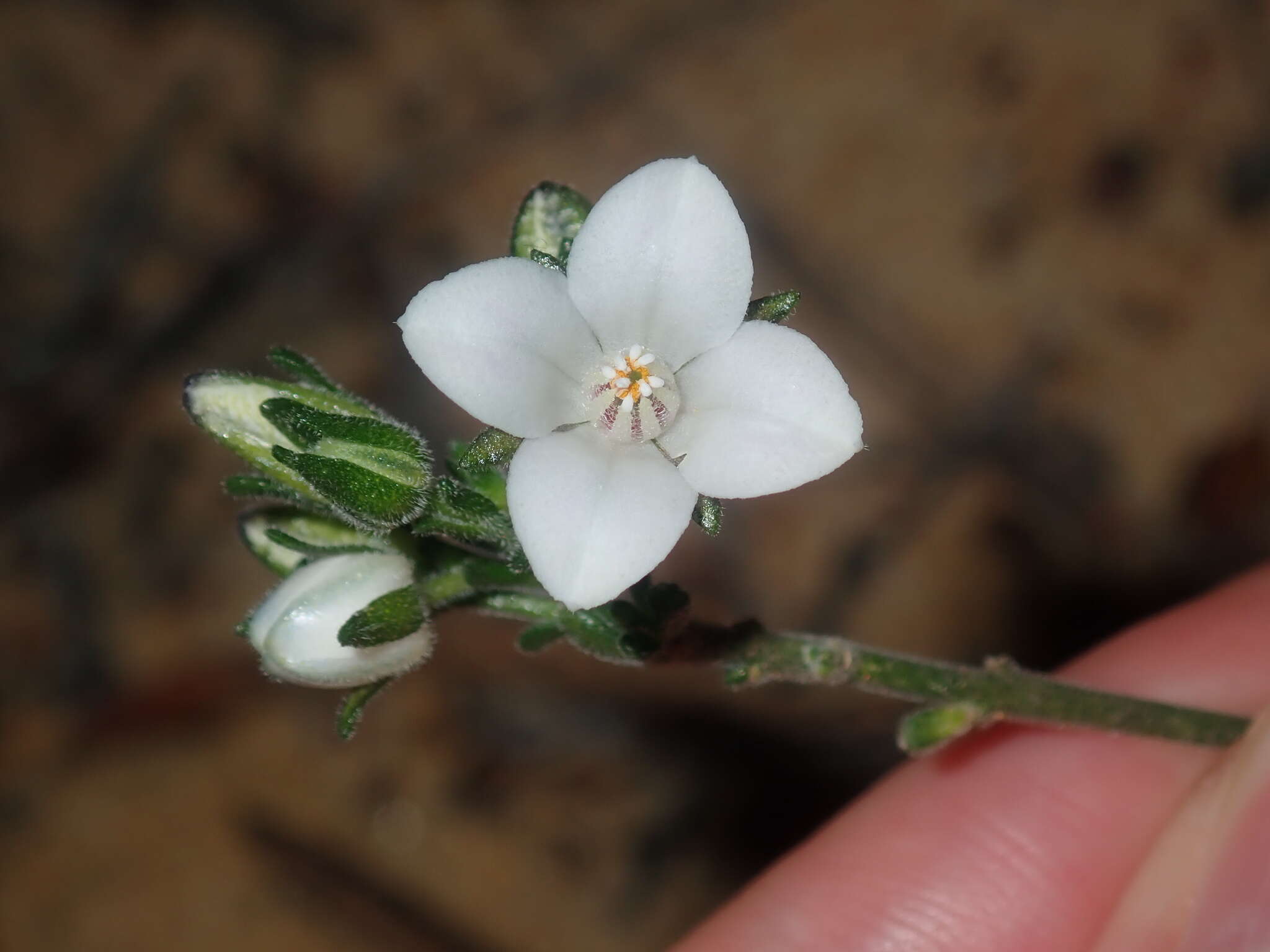 Cyanothamnus coerulescens subsp. spinescens (Benth.) Duretto & Heslewood的圖片