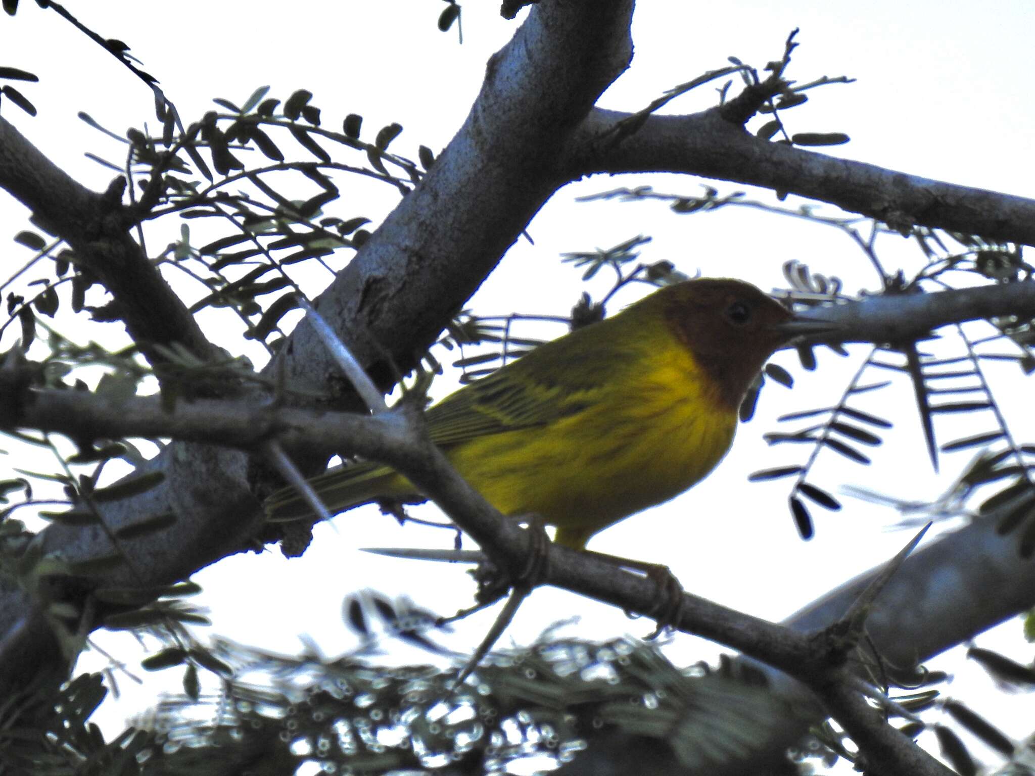 Image of Setophaga petechia xanthotera (Todd 1924)