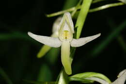 Image of lesser butterfly-orchid