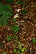 Image of eastern daisy fleabane