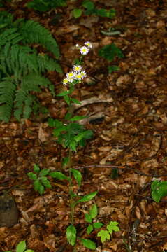 Image of eastern daisy fleabane