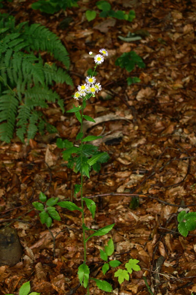 Image of eastern daisy fleabane