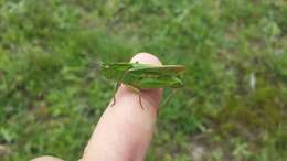 Image of Mendocino Green-striped Grasshopper