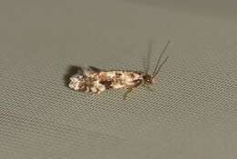 Image of Cork Moth