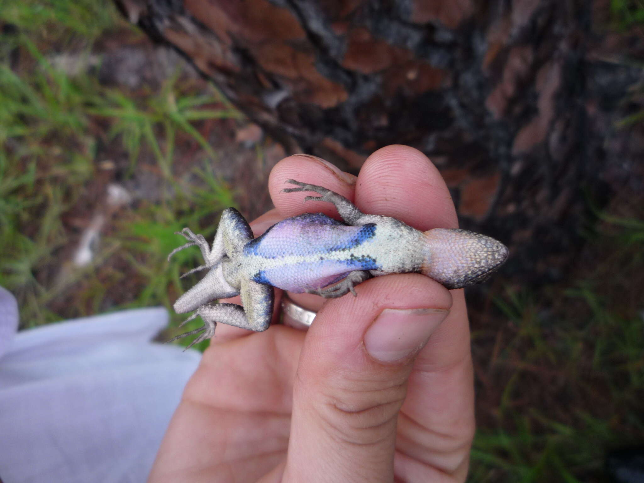 Image of Sceloporus variabilis olloporus Smith 1937