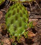 Image of Opuntia decumbens Salm-Dyck