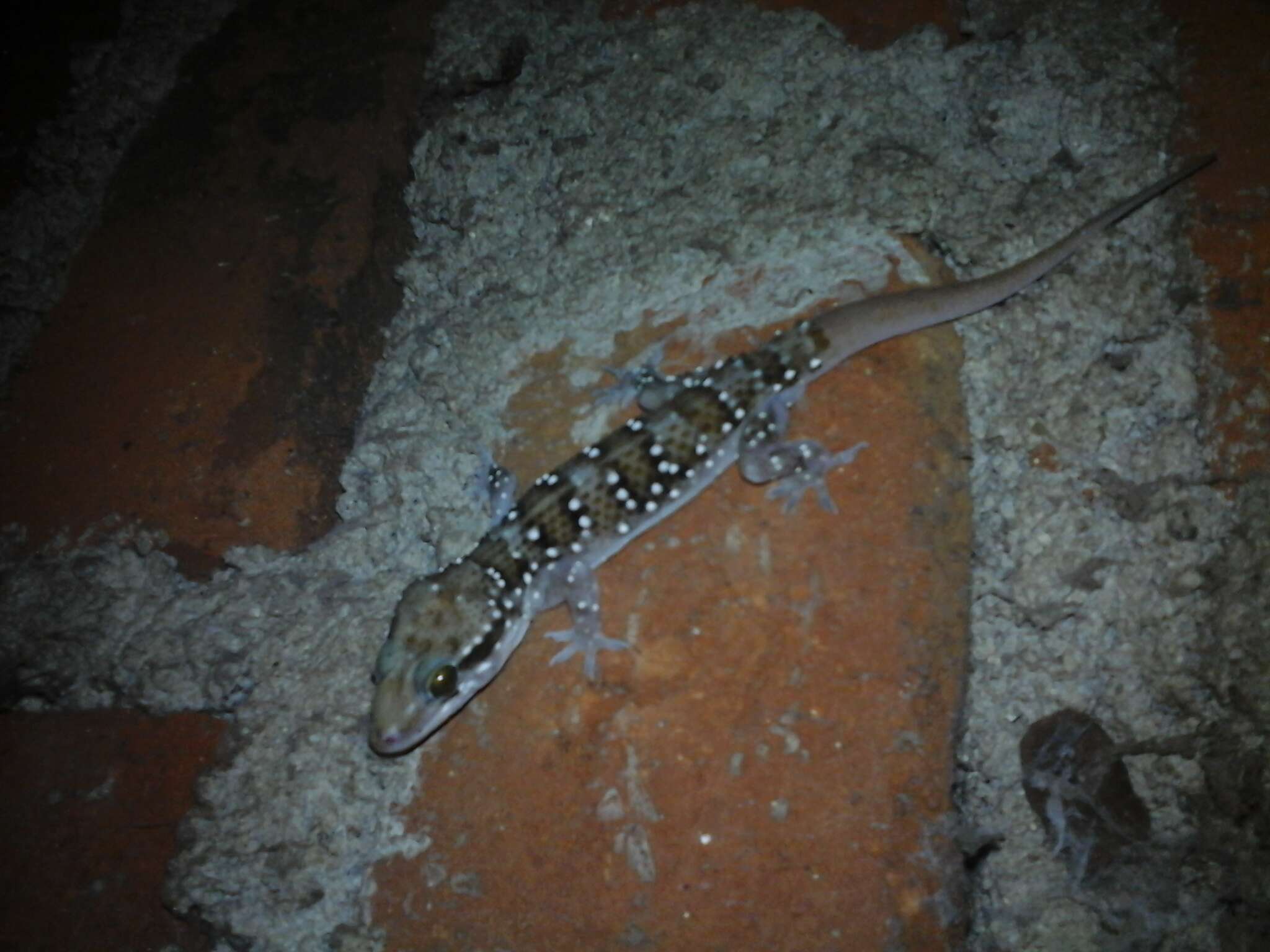 Image of Hemidactylus lankae Deraniyagala 1953