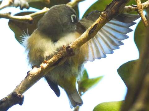 Image of Mauritius Olive White-eye