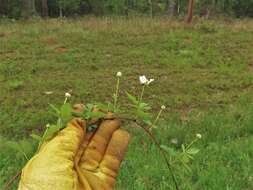 Image of northern dewberry