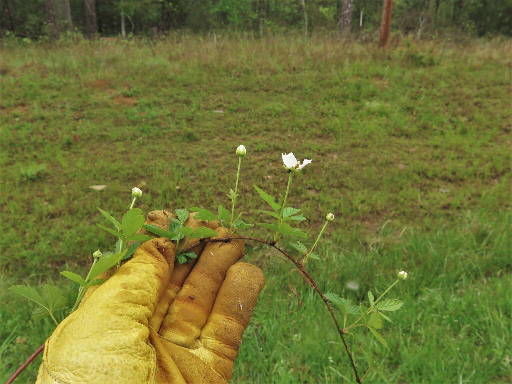 Image of northern dewberry