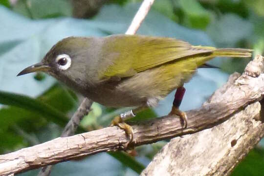 Image of Mauritius Olive White-eye