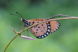 Image of Acraea terpsicore