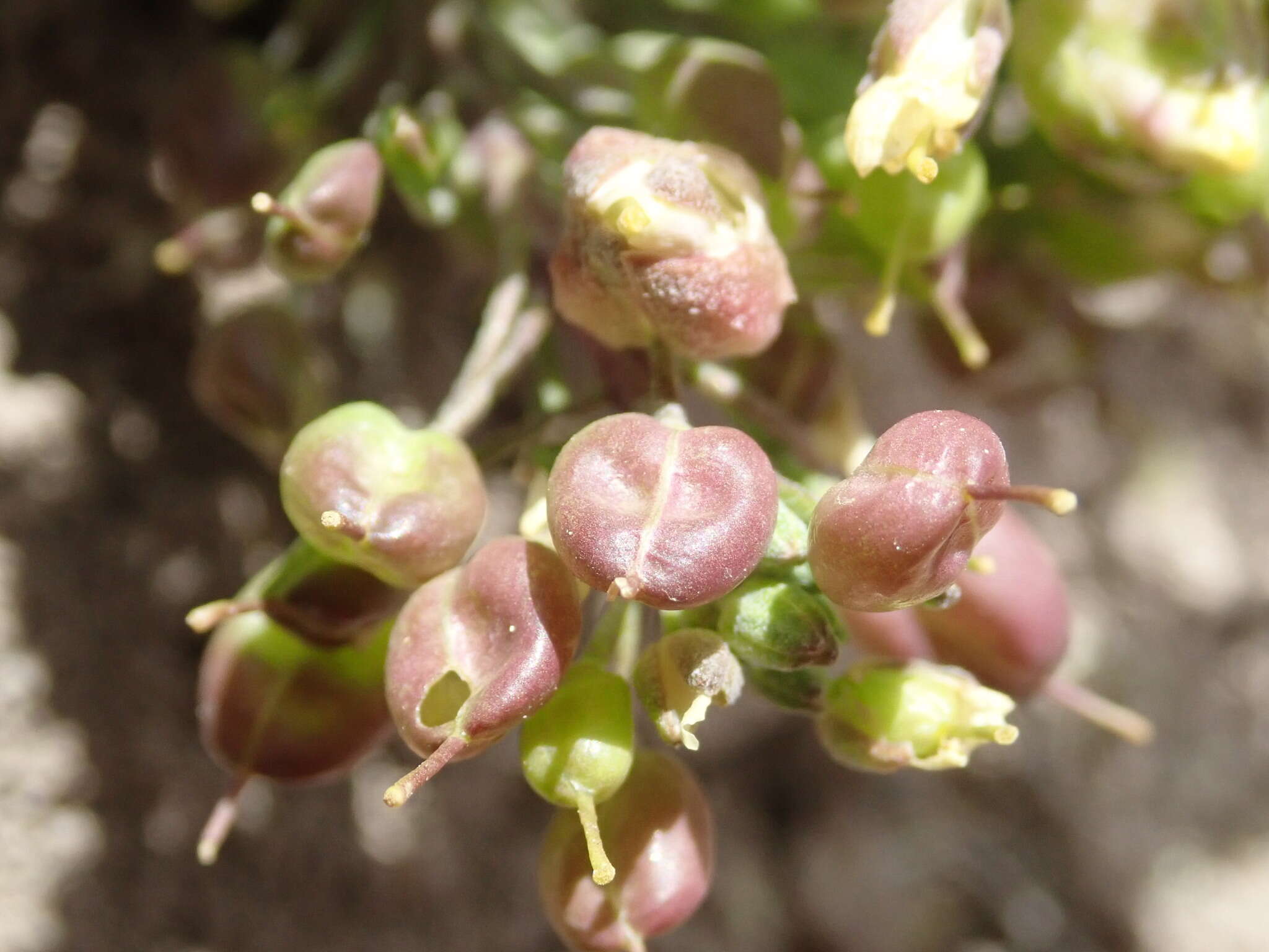 Image of Pagosa Springs bladderpod