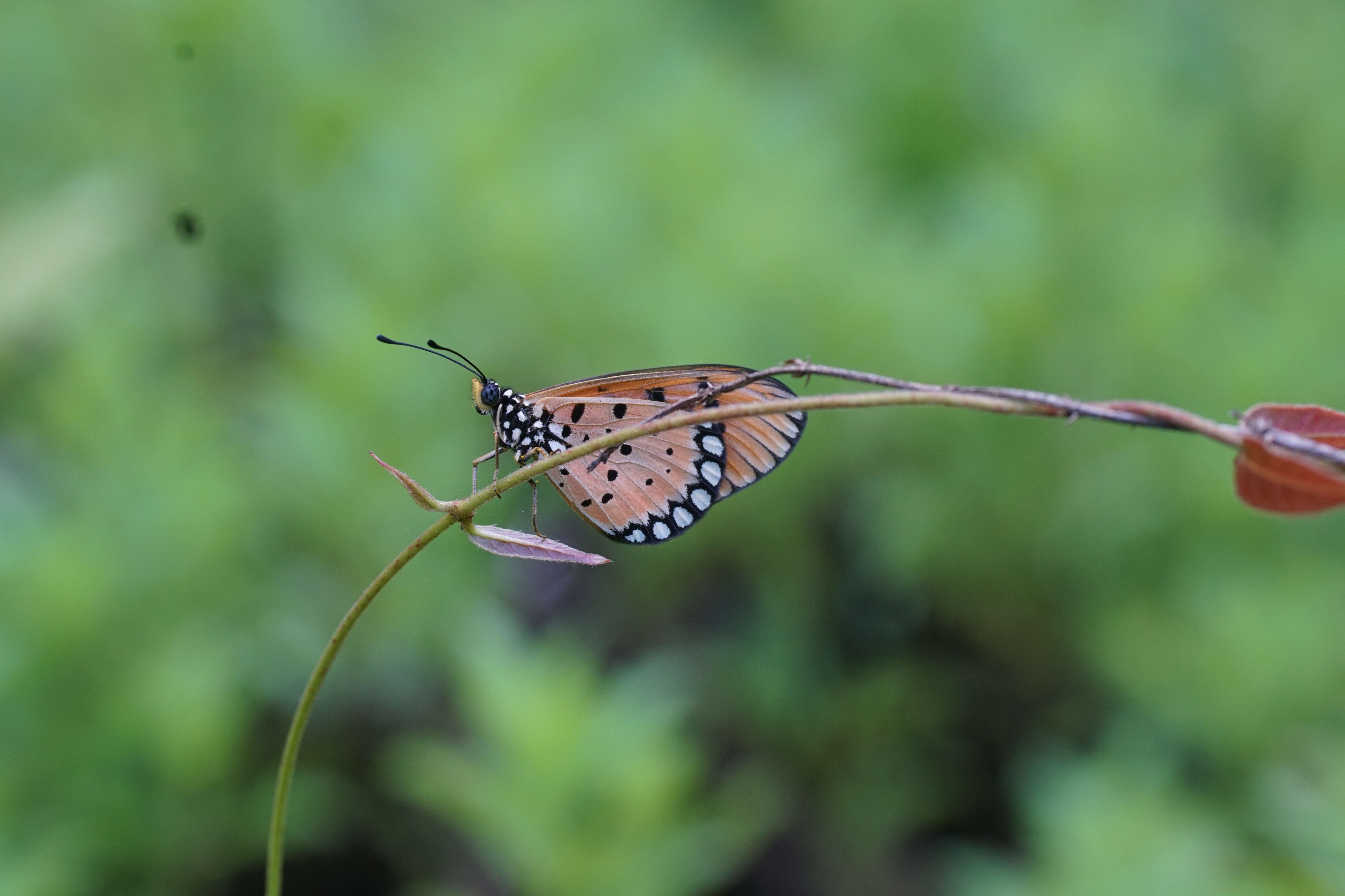 Image of Acraea terpsicore