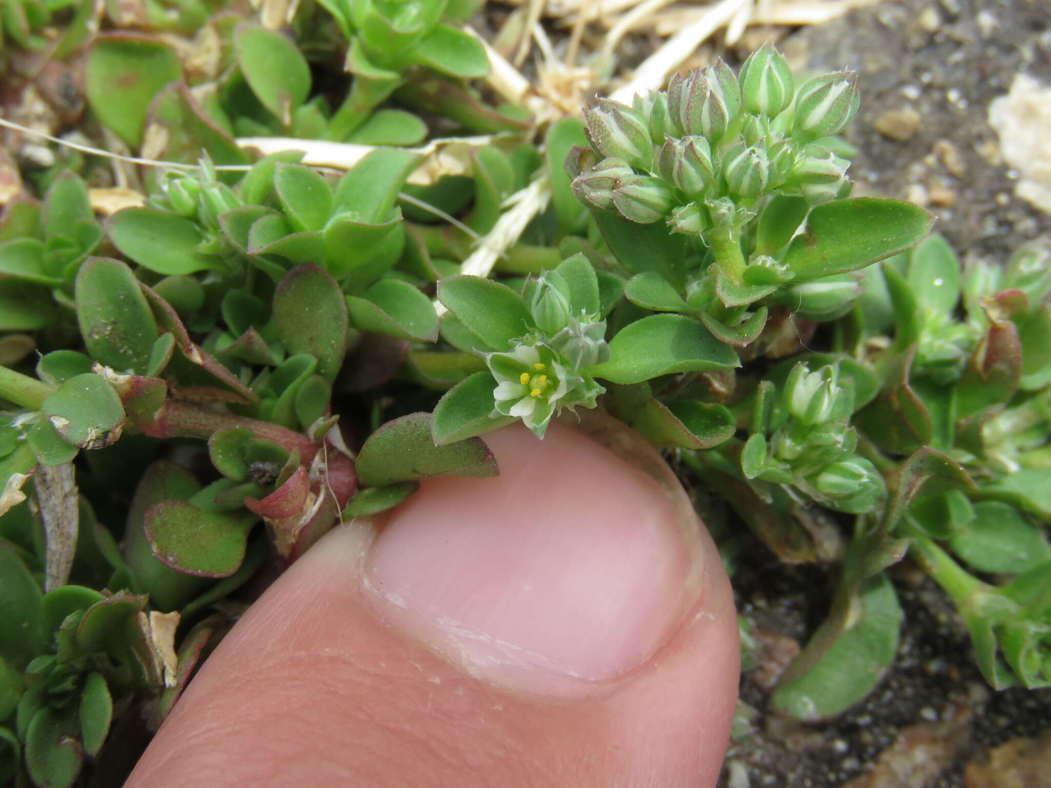 Imagem de Polycarpon tetraphyllum subsp. tetraphyllum