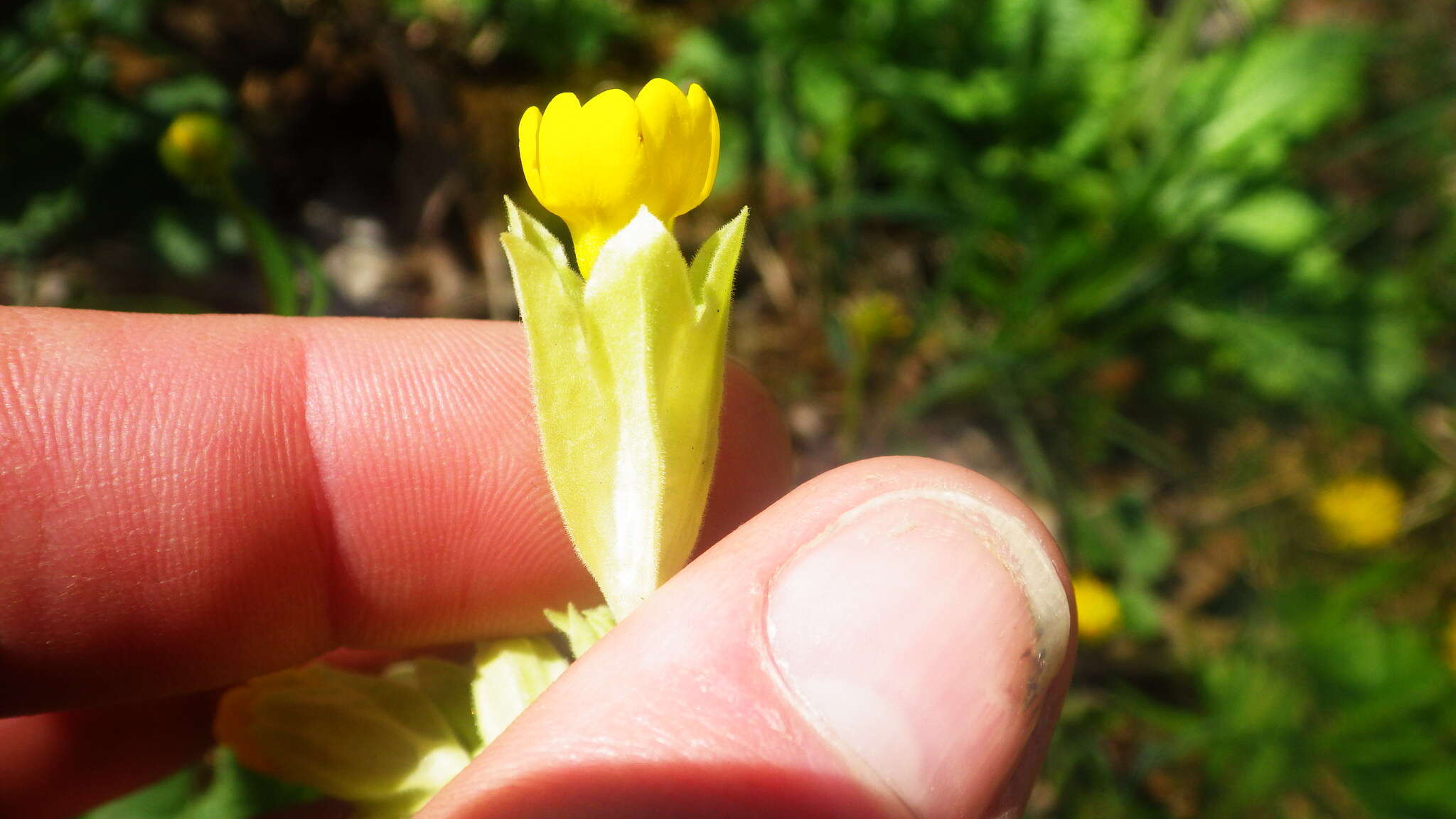 Image of Primula veris subsp. veris