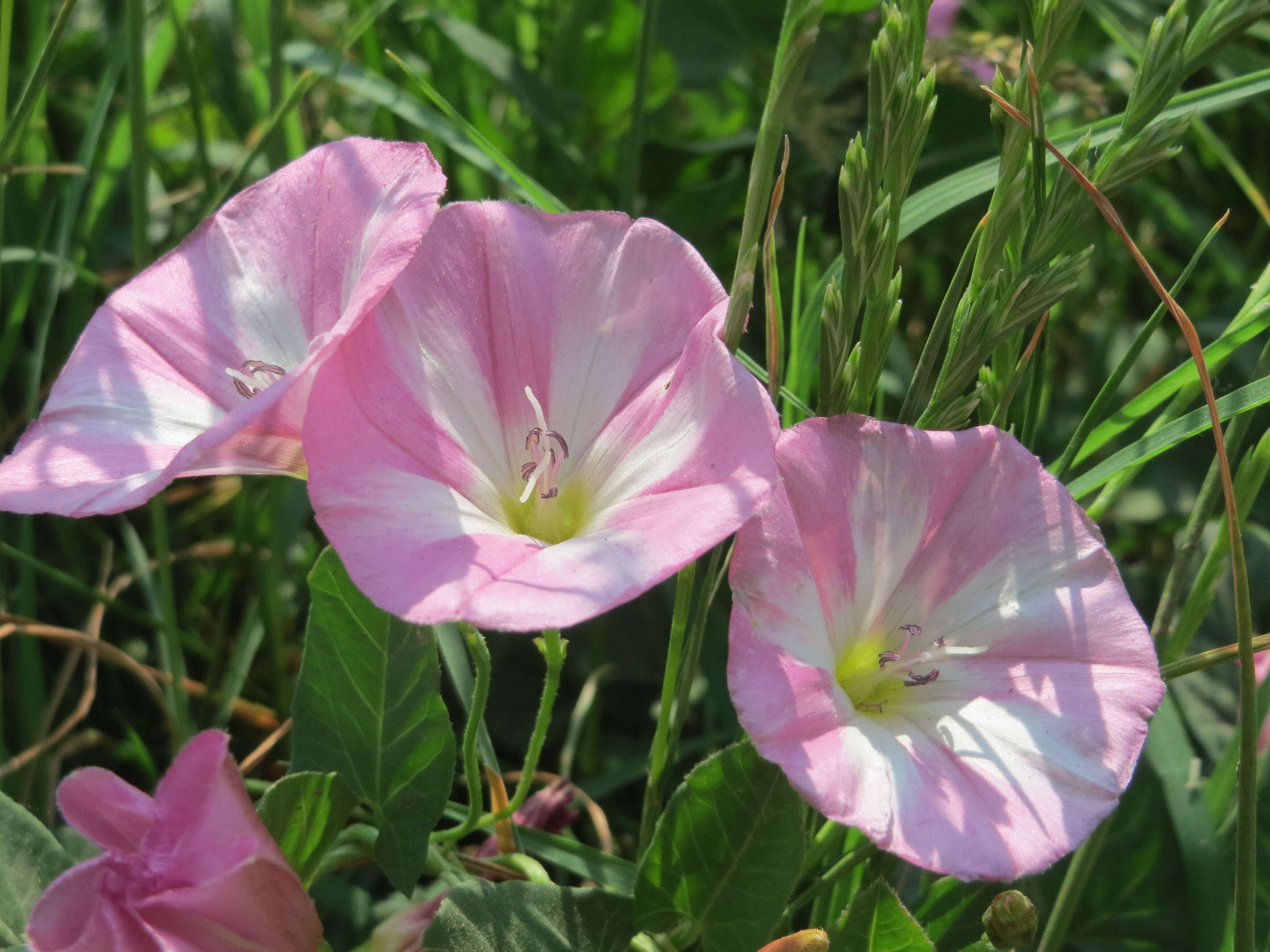 Imagem de Convolvulus arvensis L.