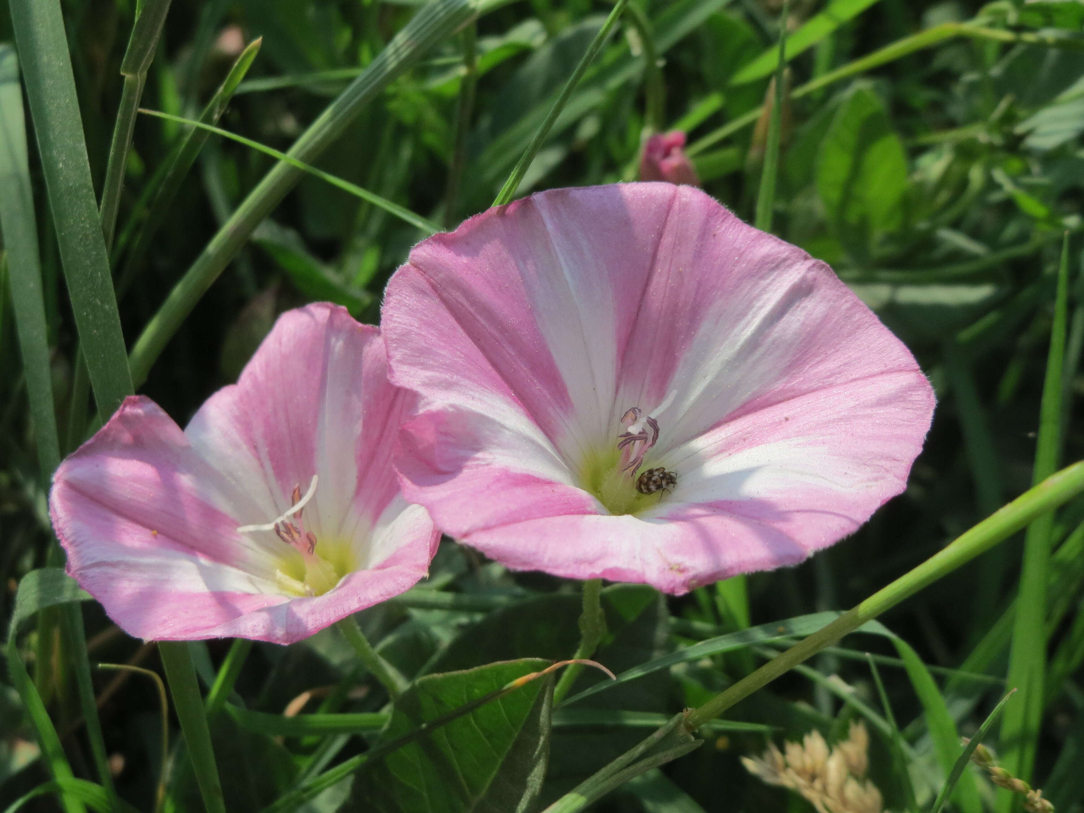 Image of Field Bindweed