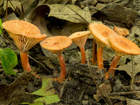 Sivun Lactarius subserifluus Longyear 1902 kuva