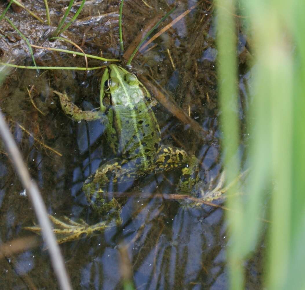 صورة Pelophylax esculentus