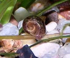 Image of Great Ram's Horn Snail