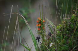 Image of Echeveria quitensis (Kunth) Lindley