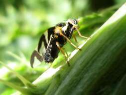 Image of Urophora cardui (Linnaeus 1758)