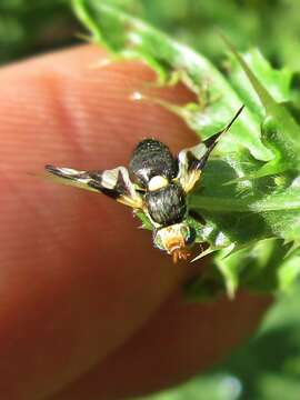 Image of Urophora cardui (Linnaeus 1758)