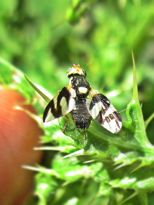 Image of Urophora cardui (Linnaeus 1758)