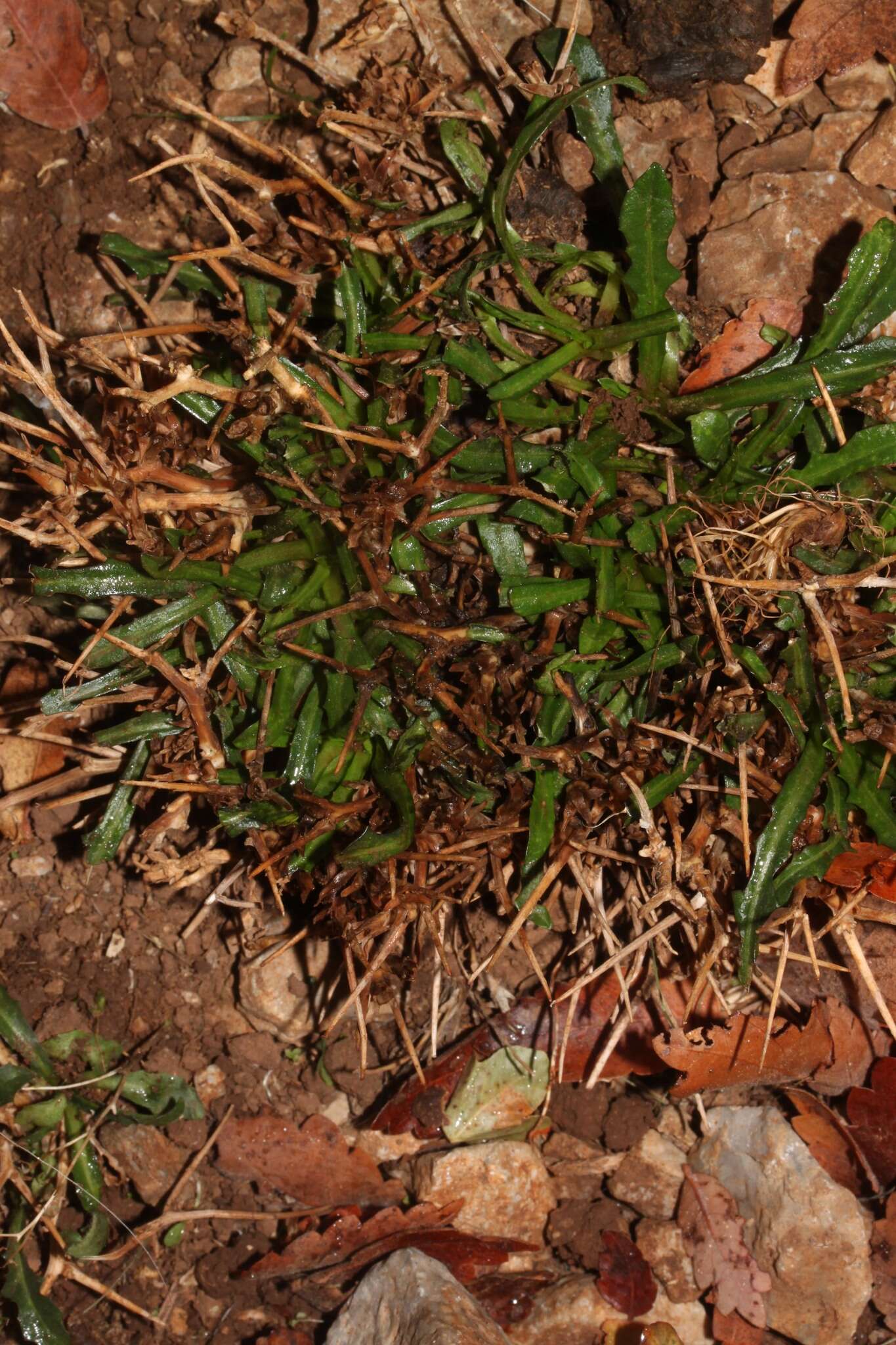 Image of Cichorium spinosum L.