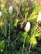 Image of Stenanthium densum (Desr.) Zomlefer & Judd