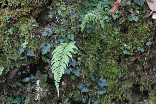 Слика од Athyrium tripinnatum Tag.