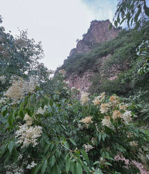 Image of Amur lilac