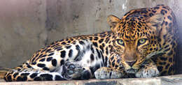 Image of Indochinese leopard