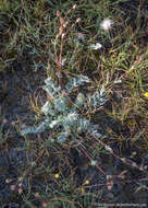 Слика од Potentilla drummondii subsp. breweri (S. Wats.) B. Ertter