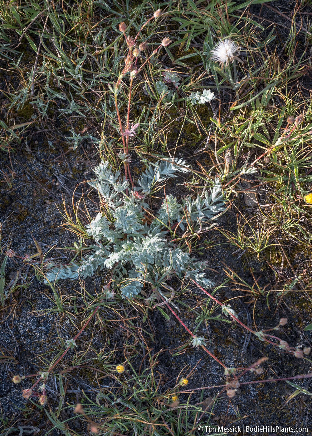 Image of Brewer's Cinquefoil