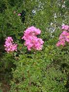 Image of Crape myrtle