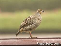 Image of Grey Francolin