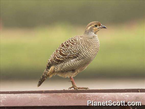 Image of Grey Francolin