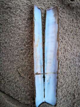 Image of Pod razor