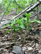 Imagem de Epipactis helleborine (L.) Crantz