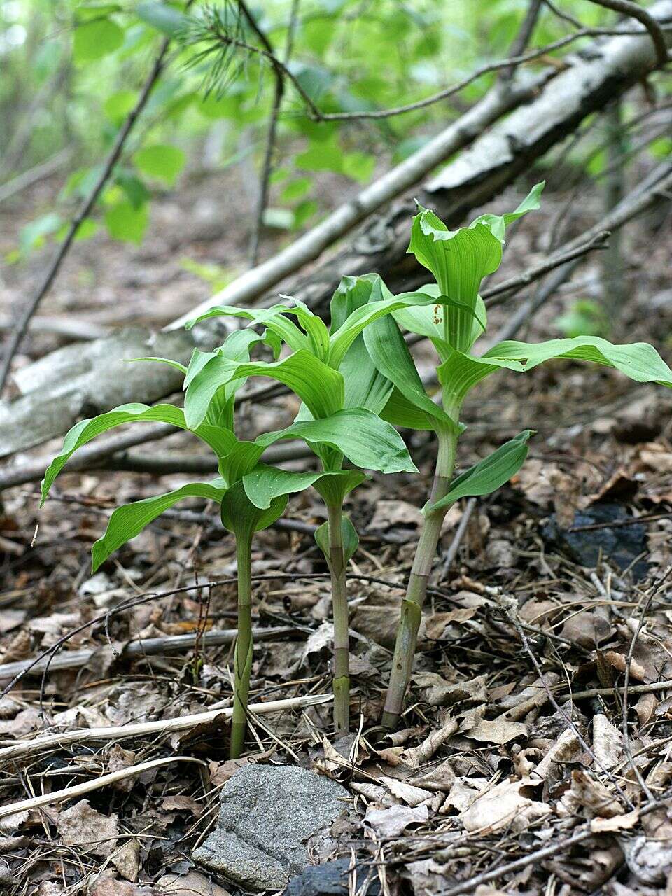 Image of Broad-leaved Helleborine