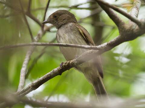 Image of Pale-bellied Neopelma