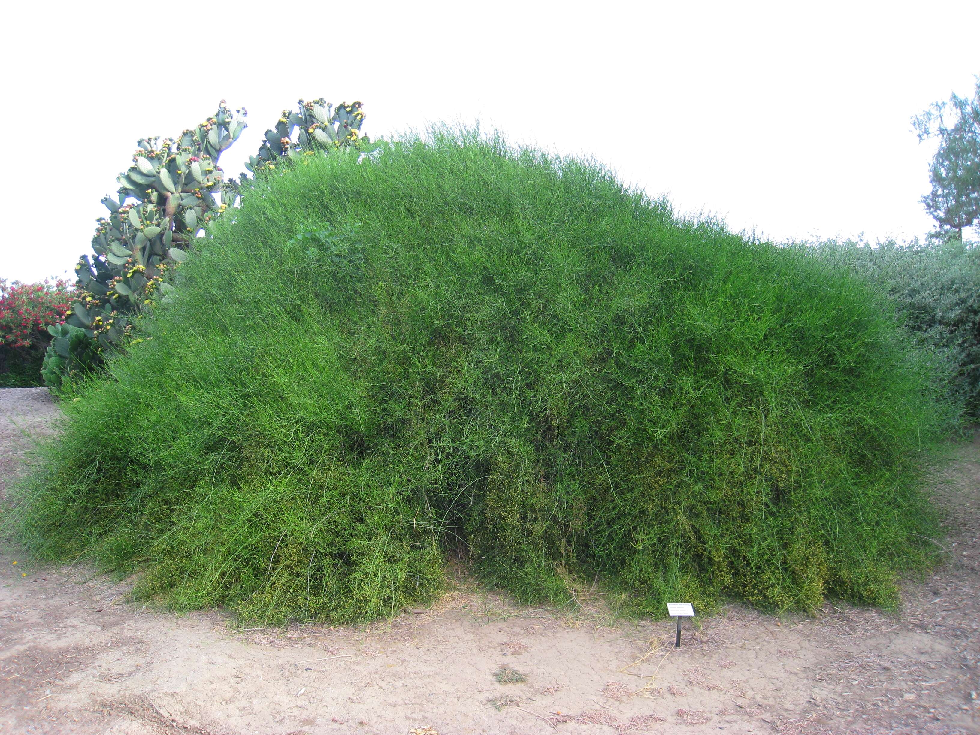 Image of California Ephedra