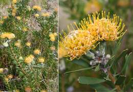 Plancia ëd Leucospermum muirii Phillips