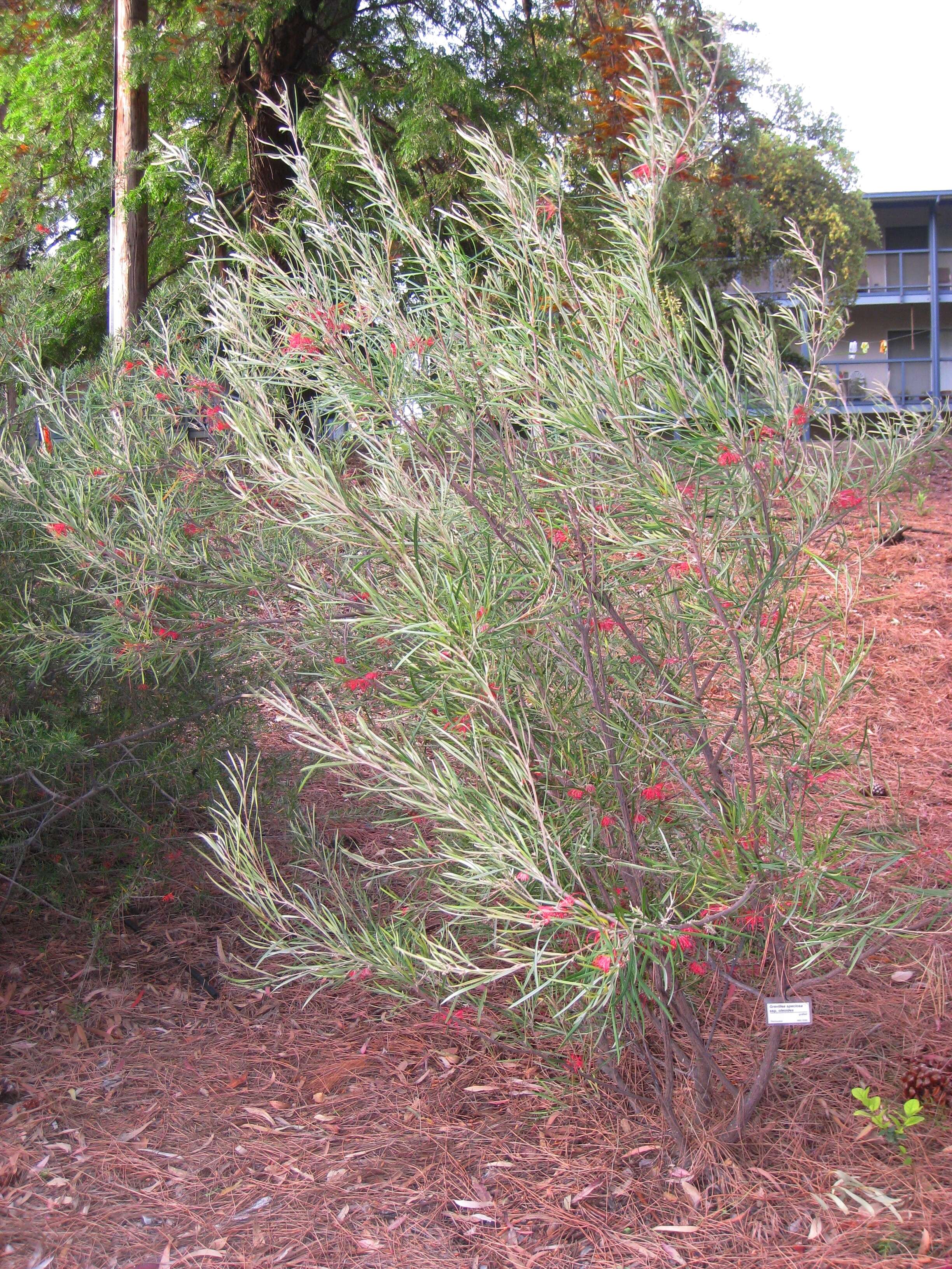 Imagem de Grevillea oleoides Sieber ex Schult.