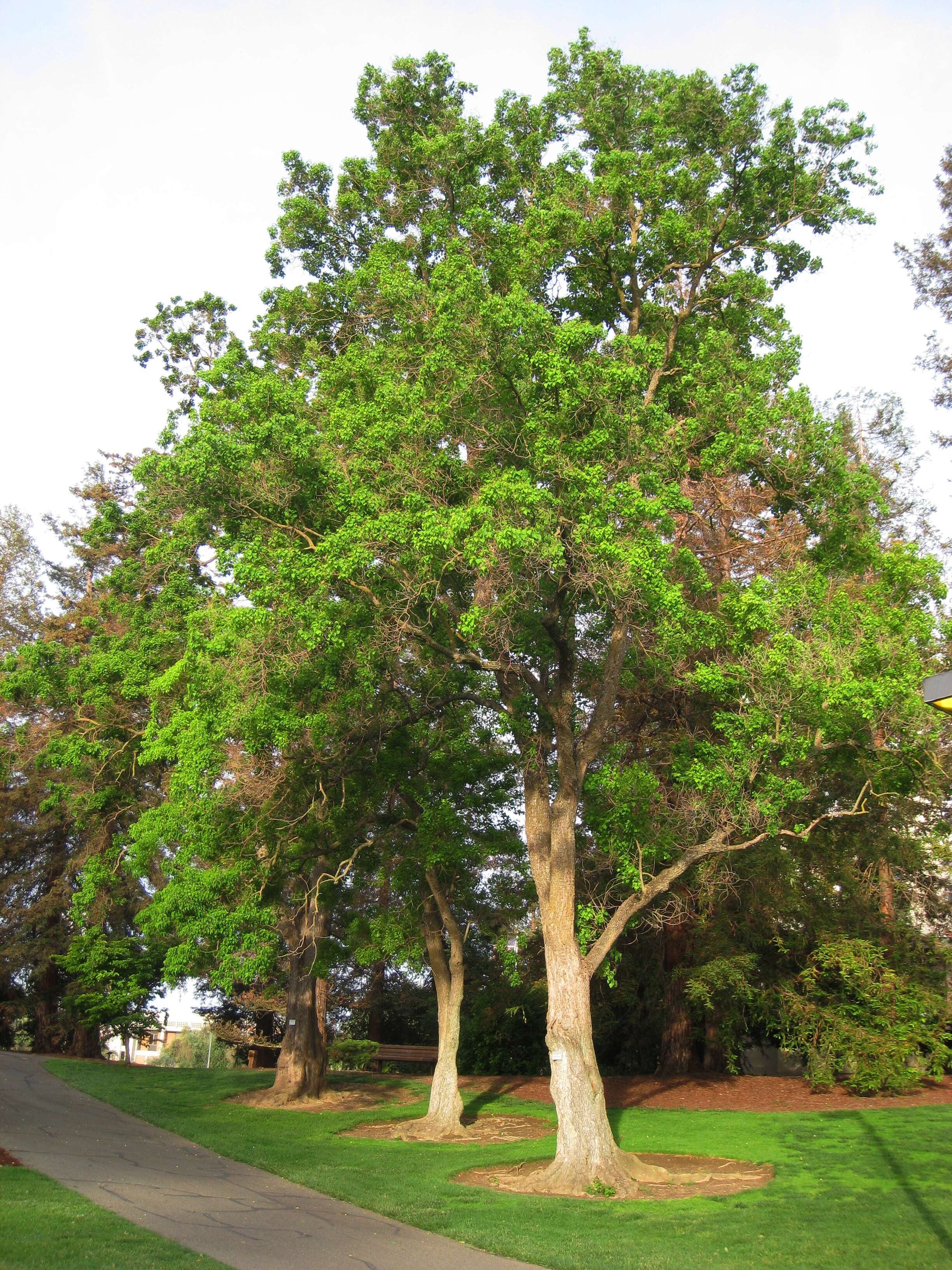 Image of Chinese tallow