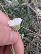 Image of buff fleabane