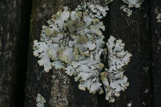 Image of Hypotrachyna lichen